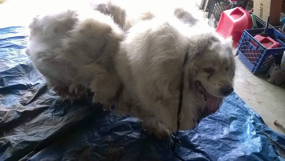 perropeludo4