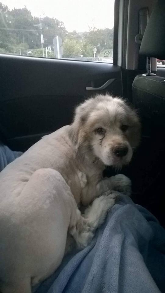 perropeludo3